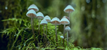 The Longevity Potential of Mycelium: What Geoff Palmer Wants You to Know