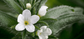 Unlocking the Power of Ahiflower Oil: The Amazing Benefits and Usage