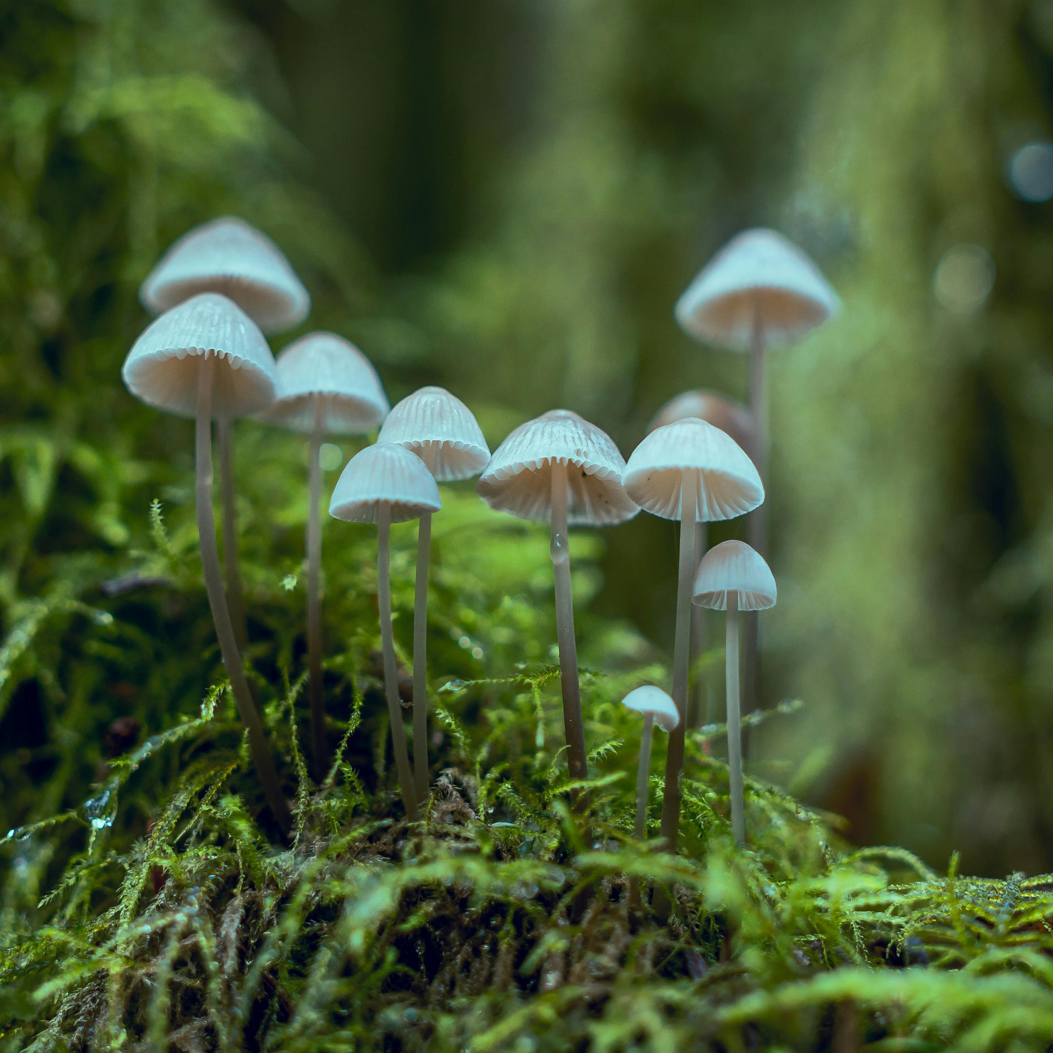 The Longevity Potential of Mycelium: What Geoff Palmer Wants You to Know