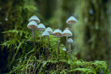The Longevity Potential of Mycelium: What Geoff Palmer Wants You to Know